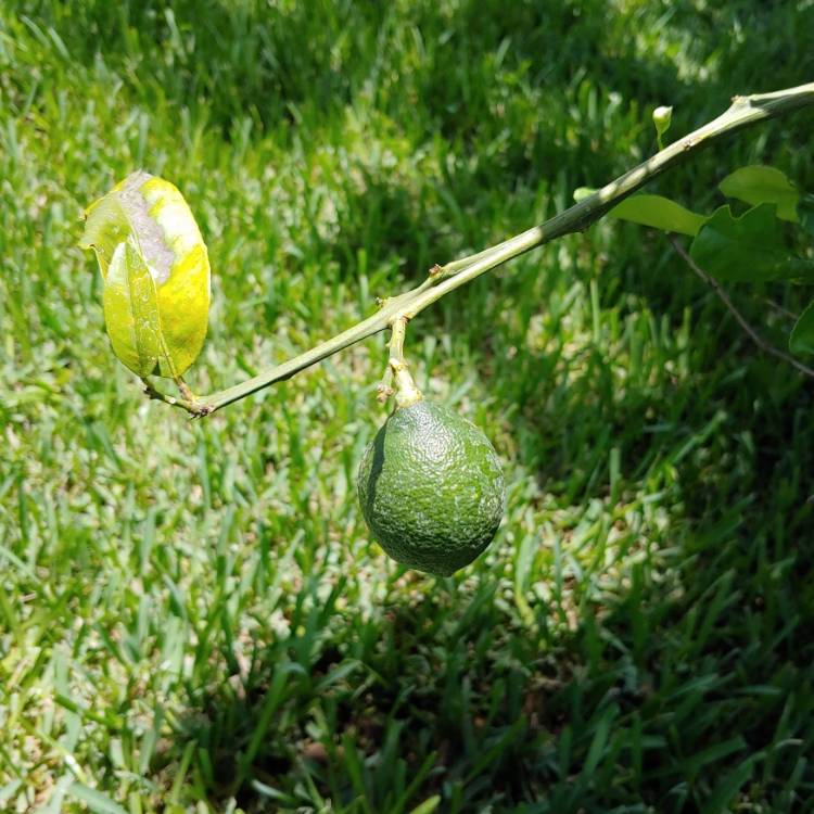 Plant image Citrus x latifolia