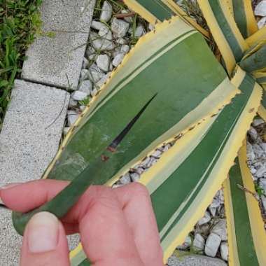 Agave Americana 'Marginata'