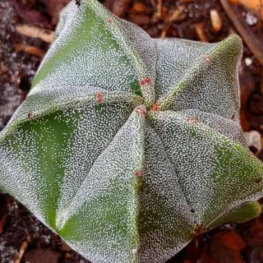 Astrophytum myriostigma