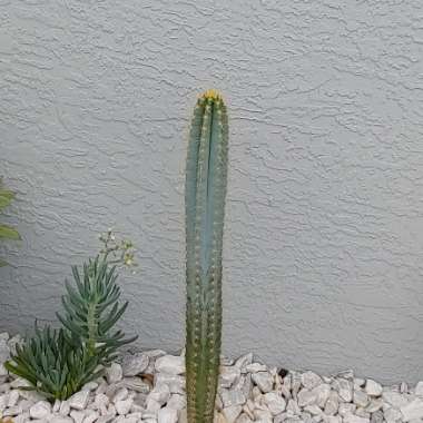 Pilosocereus azureus