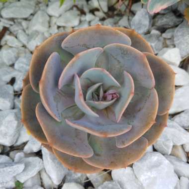 Echeveria Dusty Rose