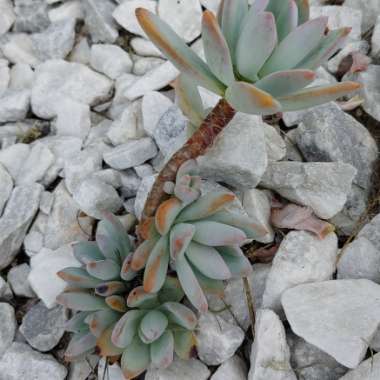 x Pachyveria Powder Puff