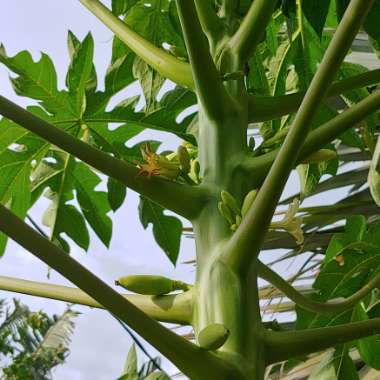 Carica papaya