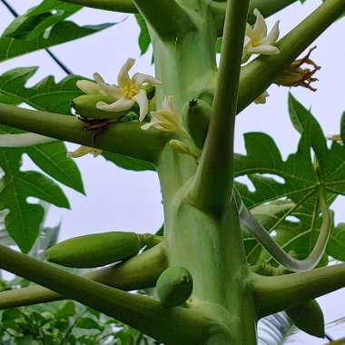 Carica papaya