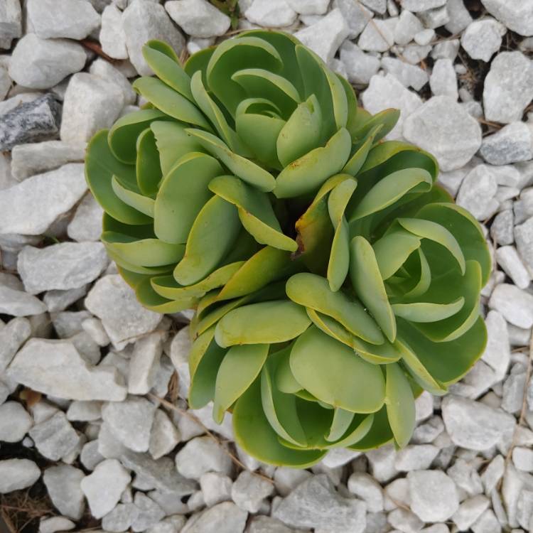 plant image 1136133