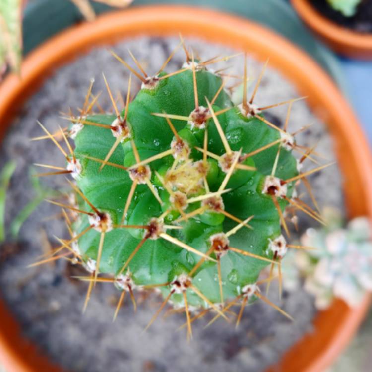 Plant image Cereus forbesii spiralis syn. Cereus validus 'Spiralis'