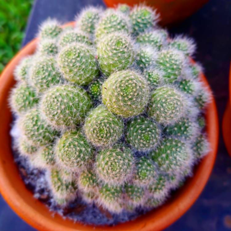 Plant image Rebutia pulvinosa subsp. albiflora syn. Rebutia albiflora, Aylostera albiflora