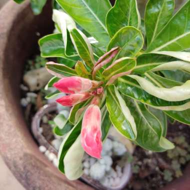 Adenium obesum