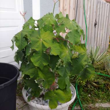 Jatropha Podagrica