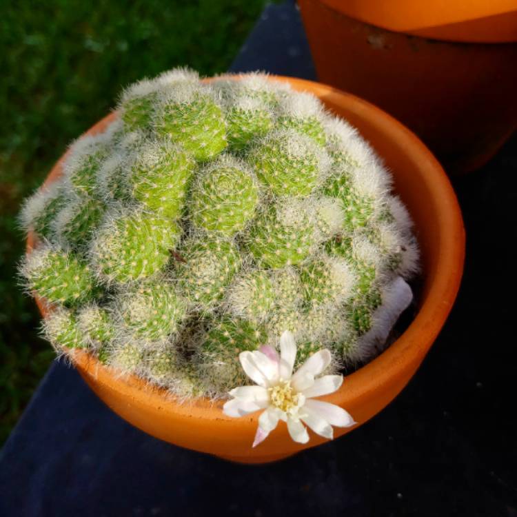 Plant image Rebutia pulvinosa subsp. albiflora syn. Rebutia albiflora, Aylostera albiflora