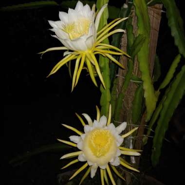 Hylocereus undatus