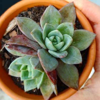 Echeveria Champagne