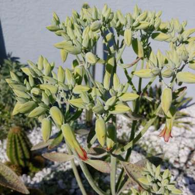 Kalanchoe Gastonis-bonnieri