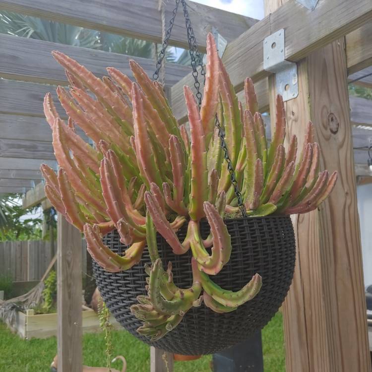 Plant image Stapelia Leendertziae