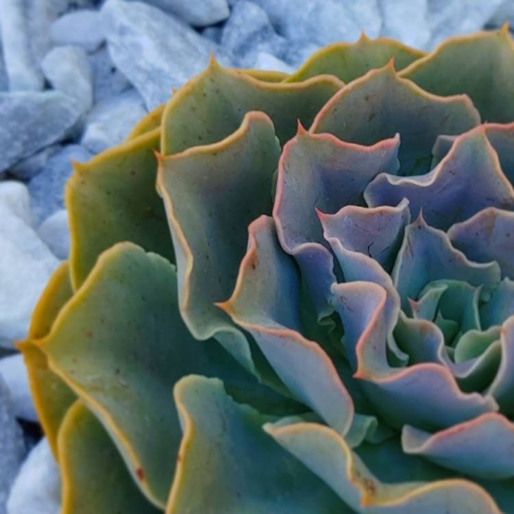 Plant image Echeveria Domingo