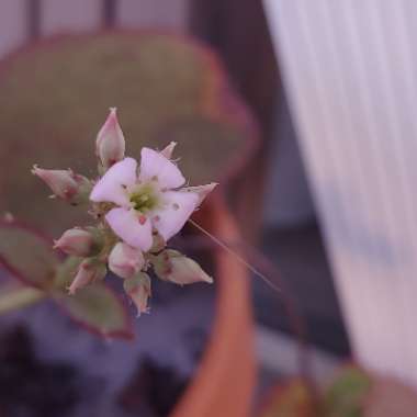 Kalanchoe Synsepala 'Gremlin'