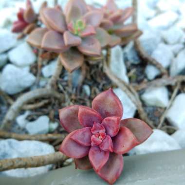 x Graptosedum Bronze