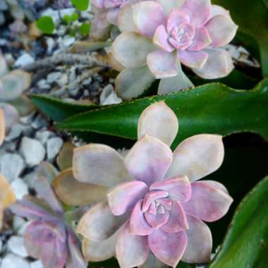 Graptopetalum Purple Delight syn. Graptopetalum Snow White