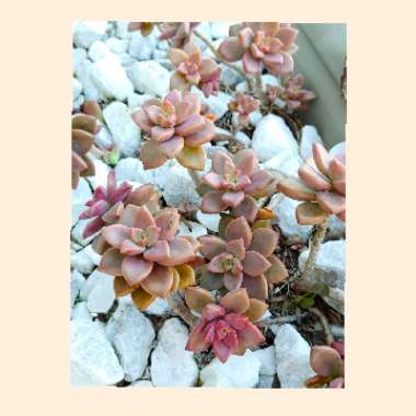 x Graptosedum Bronze