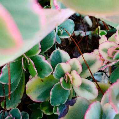 Kalanchoe fedtschenkoi 'Variegata'