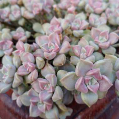 Graptopetalum Paraguayense subsp. Bernalense