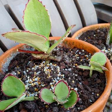 Kalanchoe Synsepala 'Gremlin'