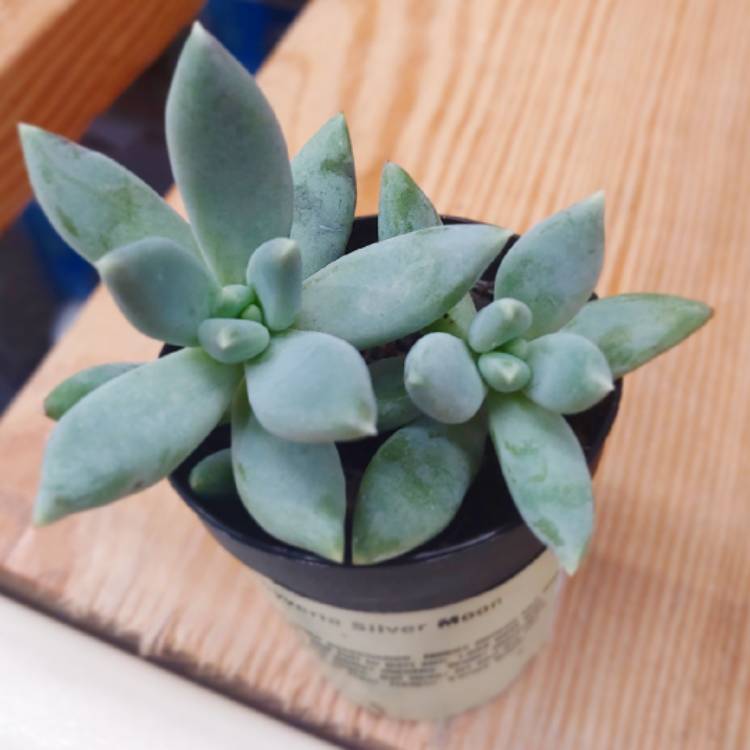 Plant image Pachyphytum Moon Silver