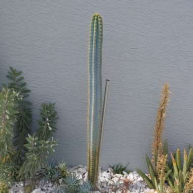 Pilosocereus azureus