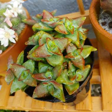 Crassula Conjuncta