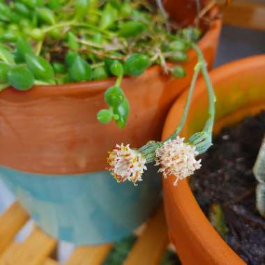 Senecio Hybrid