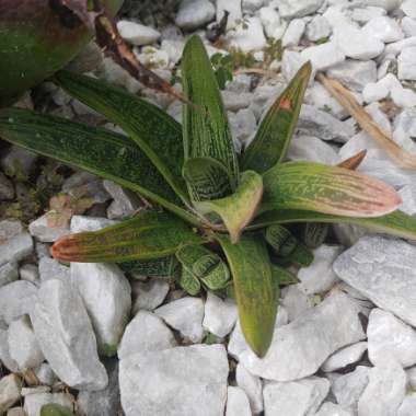 Gasteria 'Little Warty'