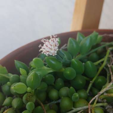 Senecio Hybrid