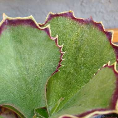 Kalanchoe Synsepala 'Gremlin'