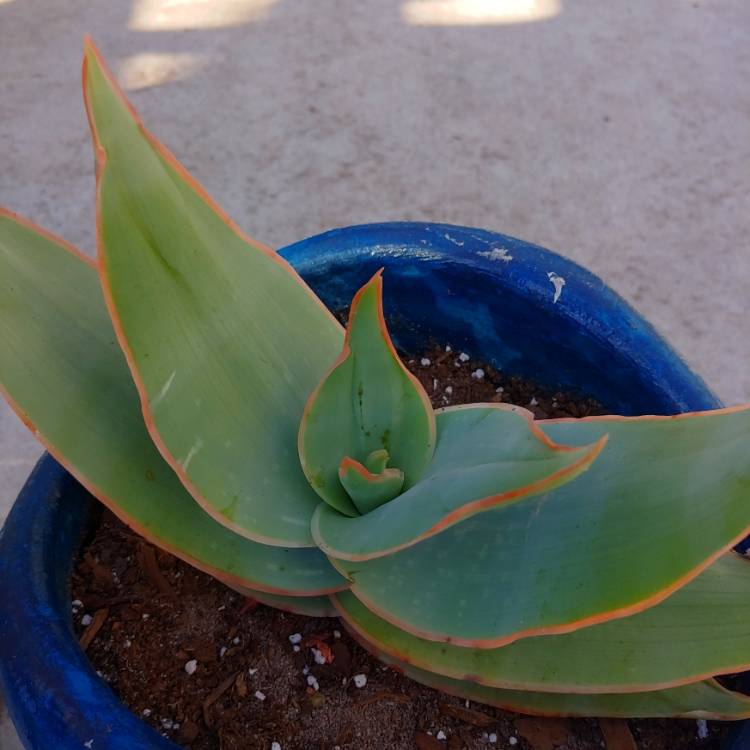 Plant image Aloe Striata