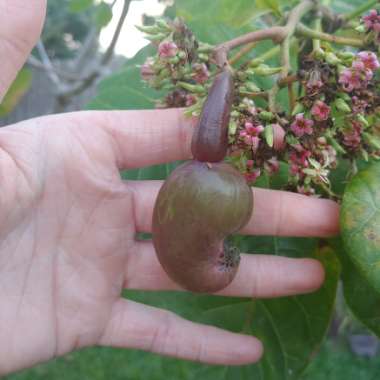 Anacardium Occidentale