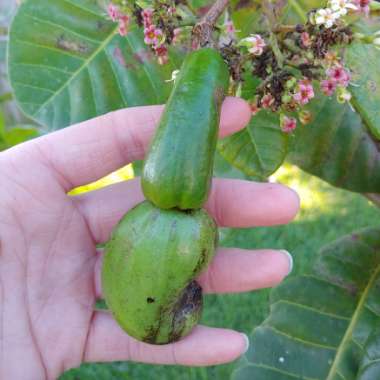 Anacardium Occidentale