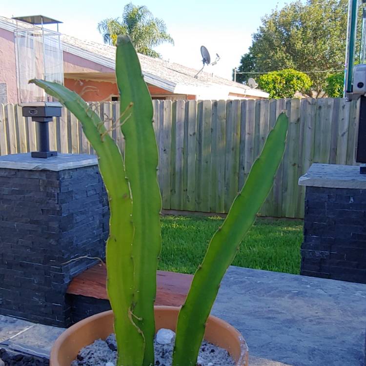 Plant image Hylocereus megalanthus