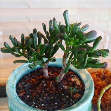 Crassula ovata 'Gollum'