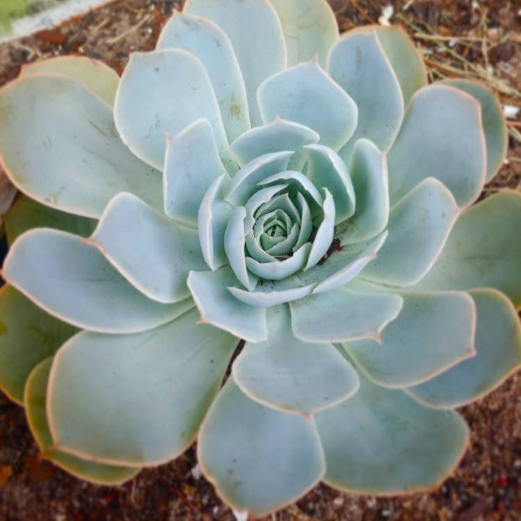 Plant image Echeveria Domingo