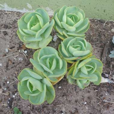 Echeveria Peach Pride