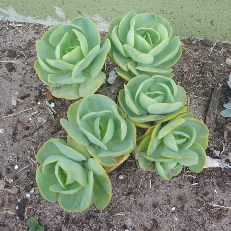 Plant image Echeveria Peach Pride