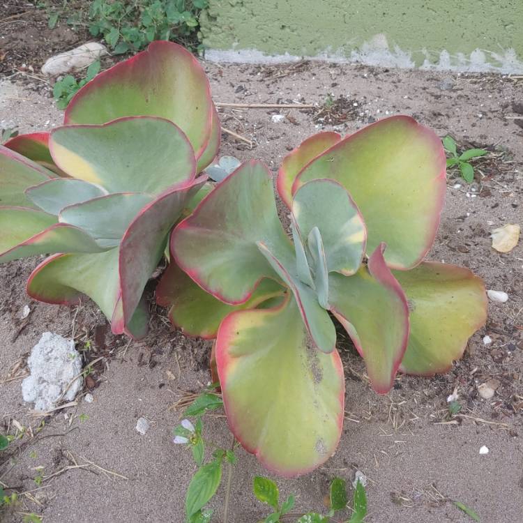 Plant image Kalanchoe Luciae 'Fantastic'