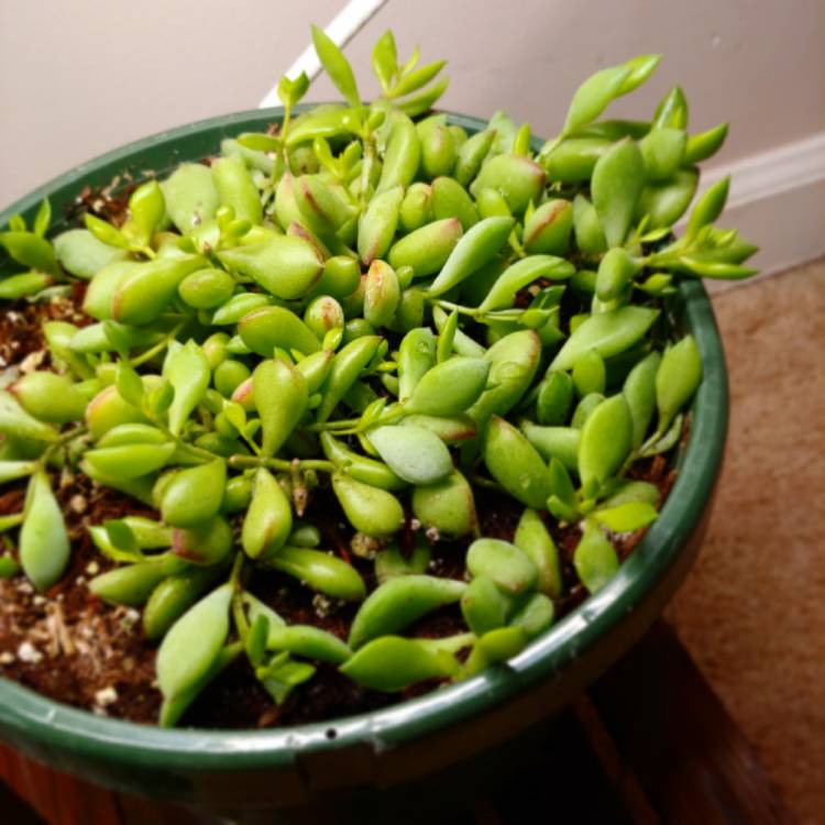 Plant image Cotyledon pendens