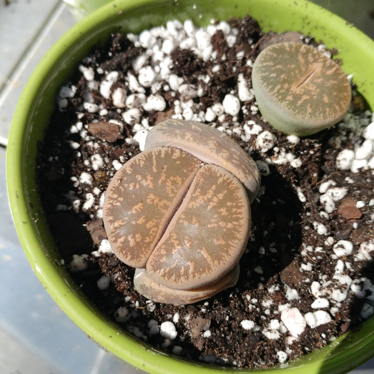 Plant image Lithops Aucampiae var. Koelemanii C16