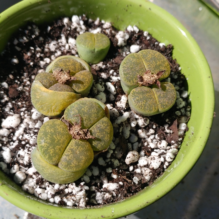 Plant image Lithops Lesliei Albinica