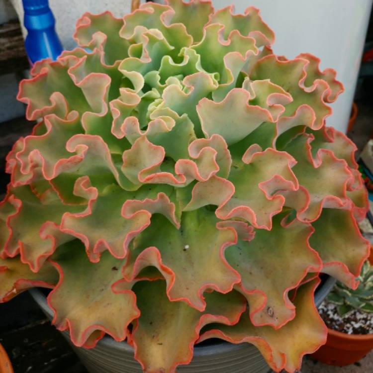 Plant image Echeveria Curls