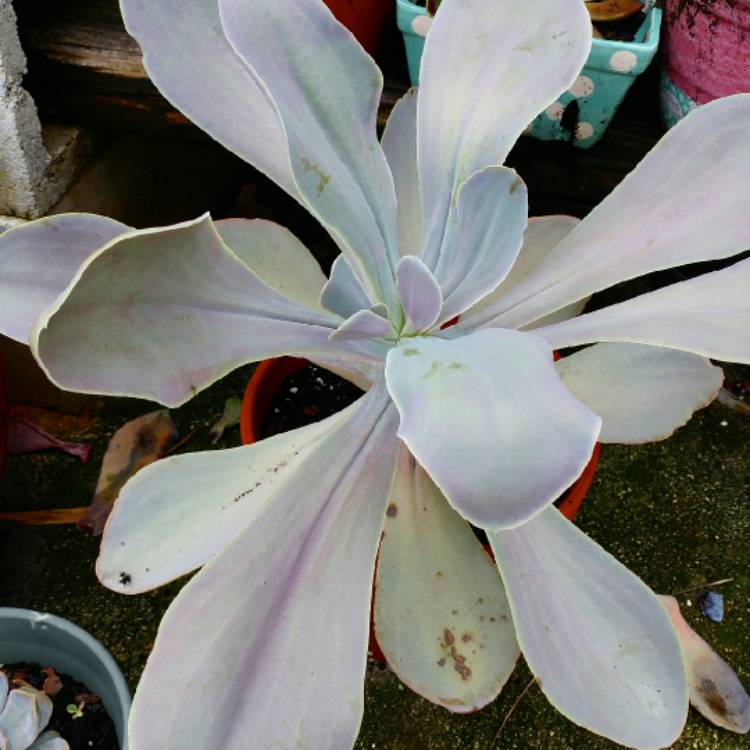 Plant image Echeveria Magnifica