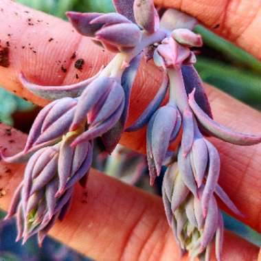 Echeveria Neon Breakers