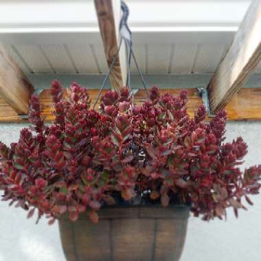 Kalanchoe manginii 'Wendy'