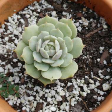 Echeveria Derenbergii